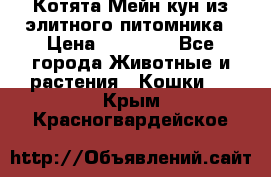 Котята Мейн-кун из элитного питомника › Цена ­ 20 000 - Все города Животные и растения » Кошки   . Крым,Красногвардейское